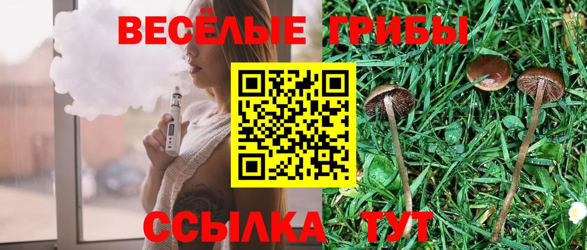 Псилоцибиновые грибы Psilocybe  Вход с VPN  Бирск 